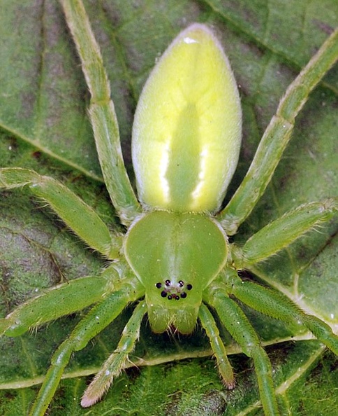 Micrommata virescens - maloočka smaragdová