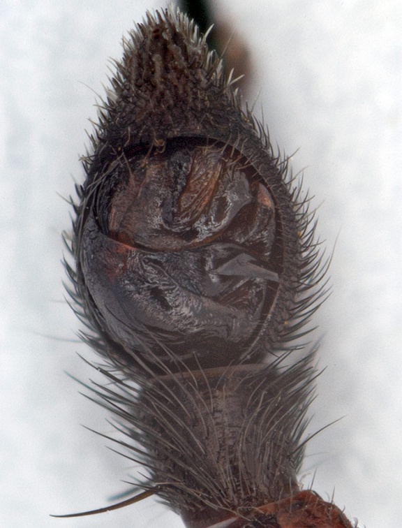 Alopecosa pulverulenta - slíďák šedý