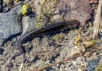 Lissotriton vulgaris - čolek obecný