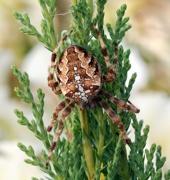 Araneus diadematus - křižák obecný 
