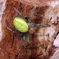 Araniella cucurbitina - křižák zelený 