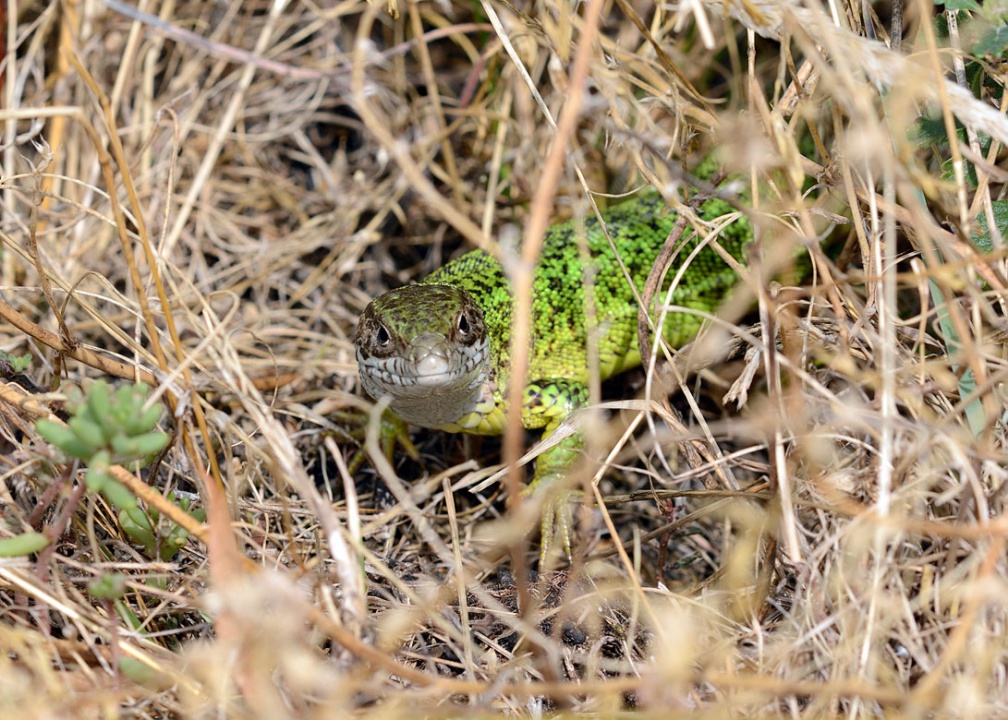 Lacerta viridis - ještěrka zelená